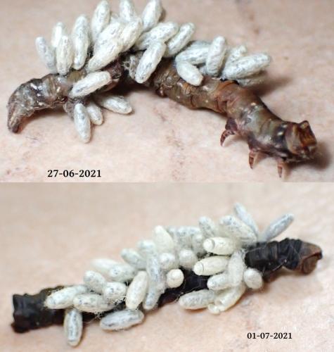 Réf. 285 175 : Microgastrinae inconnu